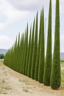 BAJECZNY Cyprys wieczniezielony 'Stricta' Cupressus sempervirens