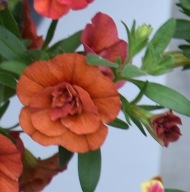 Calibrachoa M.Fam. Neo Double Orange SŁONECZNE KWIATY DO SKRZYNEK