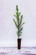 ŚWIERK POSPOLITY - SADZONKI z multiplatów - 1 komplet czyli 50 sztuk