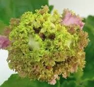 Fiołek afrykański # EK-Izumrudnyy Ostrov #Liść