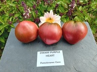 Pomidor DWARF Purple Heart niebo w gębie niski samo kończący