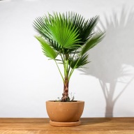 Livistona rotundifolia Palma okrągłolistna SADZONKA 50 cm