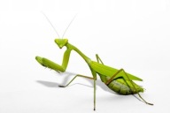 Hierodula membranacea Duża zielona modliszka L5-6