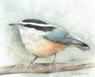 Ptak , ptaki , kowalik- akwarela z passe - partout