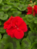 Pelargonia Caliope - czerwoną, Scarlet Red