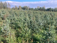 świerk serbski wys.140-170 cm