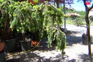 Świerk pendula szczepiony przewieszony Arizona 15 letni okaz w misie inny