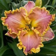 Liliowiec Daria Anita