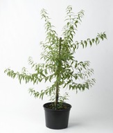 Zioła Werbena Cytrynowa Lippia Citriodora