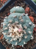 Kaktus Lophophora williamsii duża z ziemią i donicą L17+ gratisy +ogrzewacz