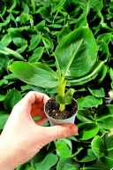 Bananowiec Musa acuminata dwarf cavendish ( Musa Tropicana )