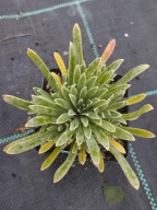 Skalnica - Saxifraga ''Victor Hugo''