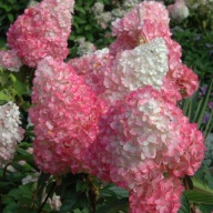 Hortensja Fraise Melba P9