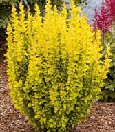 Berberys Sunbeam Polska nowa odmiana ZŁOTA Kolumna