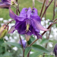 Orlik pełny - 1000 nasion