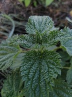 Pokrzywa Zwyczajna Nasiona Naturalne 1g