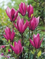 Magnolia SUSAN KWITNIE 2 RAZY W ROKU!!! 160-190cm