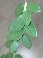 Hoya Hoja CUMMINGIANA ukorzeniona