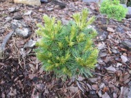 ZJAWISKOWA, WB Z SZYSZKAMI Sosna rumelijska Banderica' Pinus peuce