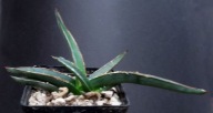 Kaktusy!!! Agave ferdinandi-regis - RARYTAS!