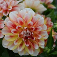 Dalia Lubega Power Tricolor Dahlia x hortensis