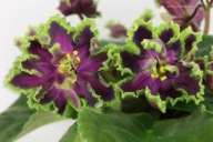 Fiołek afrykański# AV-Polet Val'kirii # sadzonka