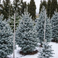 PIĘKNA KOLUMNA Świerk chiński, gruboigłowy 'Retroflexa' NA SZPALERY