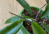 Hoya Rindu Rafflesia ze zdjęcia, MŁODE LISTKI, 3 ROŚLINY W DONICZCE