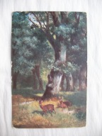 ZAGINIONY ŚWIAT SARENKI POD STARYMI DĘBAMI przedwojenna POCZTÓWKA