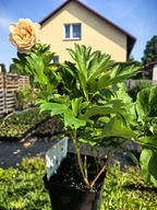 Piwonia ITOH "CANARY BRILLIANTS" Duża SADZONKA doniczka 5 l