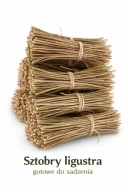 Żywopłot Ligustr Sztobry 100 sztuk