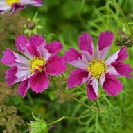 Onętek, Kosmos - Sea Shell sadzonka z gołym korzeniem 50 szt