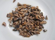 Nasiona Jodły Kaukaskiej 25g – Idealne do Twojego Ogrodu!