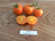 Pomidor Apelsin pomarańczowy rosyjski
