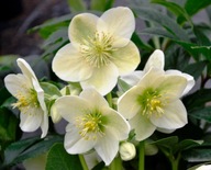 CIEMIERNIK BIAŁY "WINTER PASSION" Helleborus niger sadzonka z kwiatami