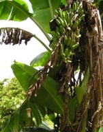 3 nasiona Bananowiec Musa Acuminata subsp. Microcarpa ŚWIEŻE NASIONA