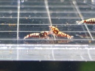 Krewetki Caridina Red Galaxy Boa 10 sztuk