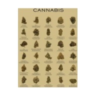 Plakat „Cannabis Guide” – Edukacyjna Grafika Botaniczna