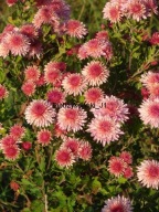 obficie kwitnący ZŁOCIEŃ ORCHID HELEN sadzonki Kwitnie w październiku