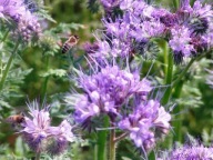 facelia błękitna stala na poplon, pszczoły, czysta świeża 15kg