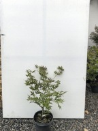 KLON PALMOWY "GRANDMA GHOST" sadzonka