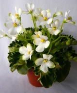 Fiołek afrykański @cięty liść @ Lullaby @ miniatura