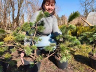 Sosna oścista 55-60cm