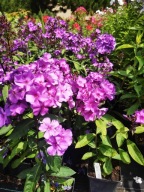 Floks wiechowaty BLUE PARADISE sadzonka