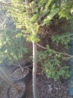 Jodła koreańska płaska okaz 14 letni pienna inna