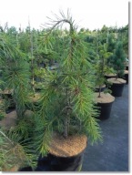 Pinus monticola 'Pendula' - !!!!!!!!!!!!!!!!!!!!!!