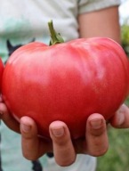 Sadzonka Pomidora odmiana Malinowy Olbrzym