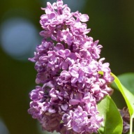 LILAK POSPOLITY 'CHARLES JOLY' sadzonka, doniczka; 2,5 l