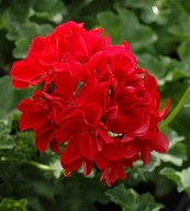 Pelargonia ZWISAJĄCA peltatum Grandeur Ivy Scarlet