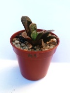 Haworthia maughanii x truncata don. 5,5 cm haworsja